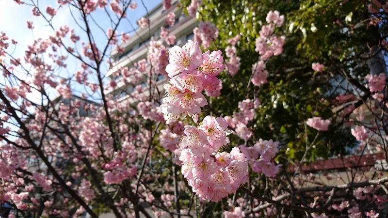 桜が咲きました