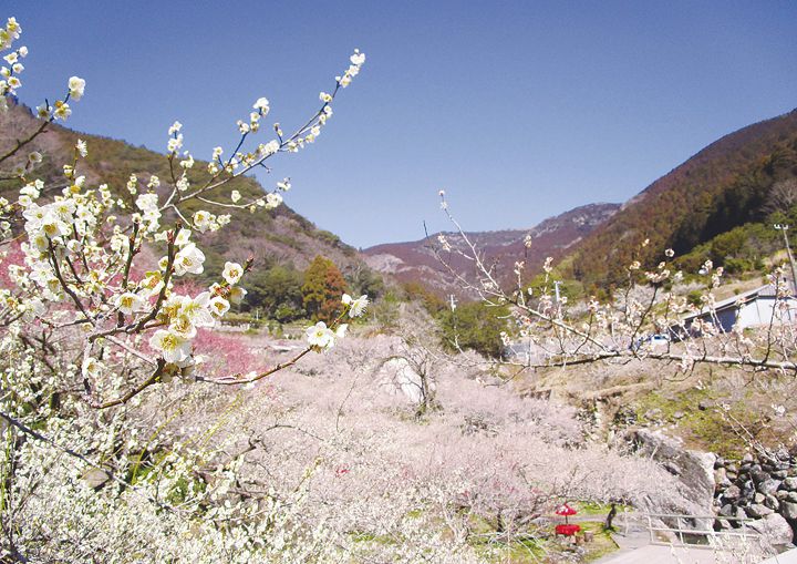 2月17日(土）〜3月18日(日)　第28回 嫁石梅まつり